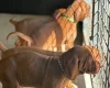 Hungarian Vizsla