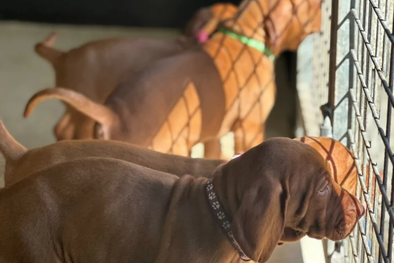 Hungarian Vizsla