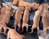 Hungarian Vizsla