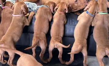 Hungarian Vizsla