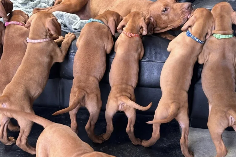 Hungarian Vizsla