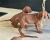 Hungarian Vizsla