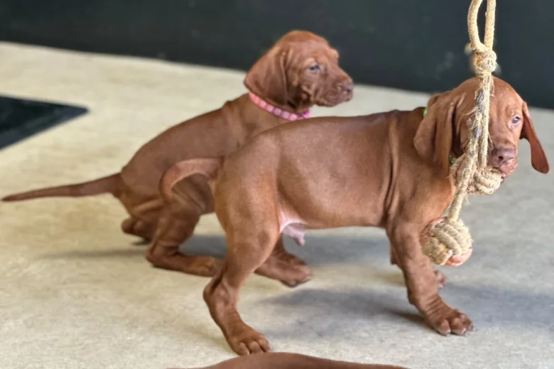 Hungarian Vizsla