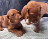 Hungarian Vizsla