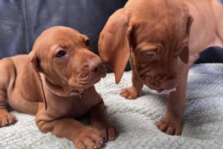 Hungarian Vizsla