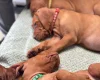 Hungarian Vizsla