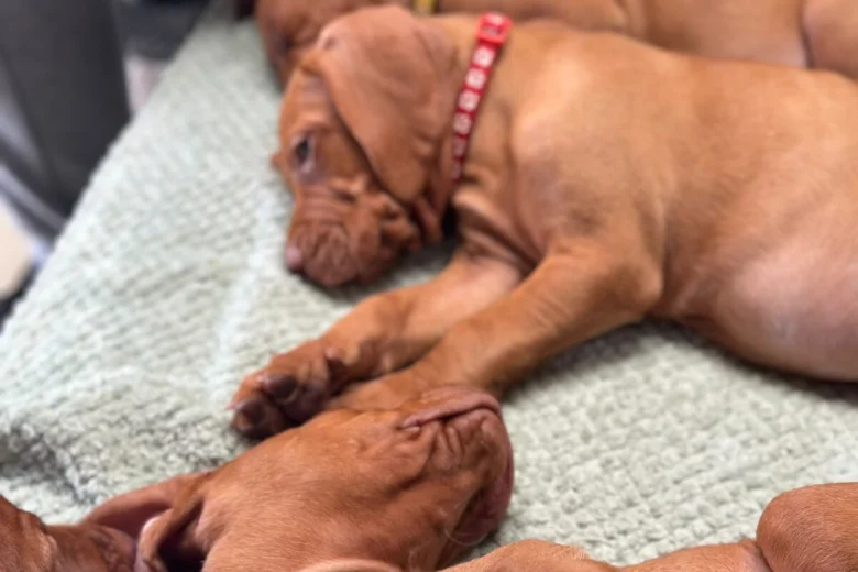 Hungarian Vizsla