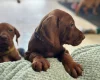 Hungarian Vizsla