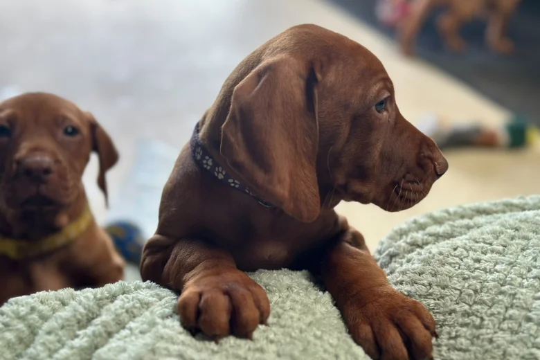 Hungarian Vizsla