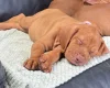 Hungarian Vizsla