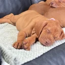 Hungarian Vizsla