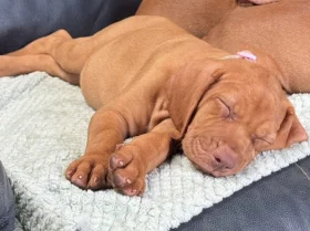 Hungarian Vizsla