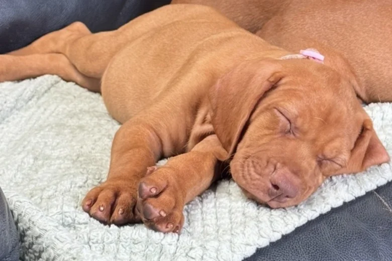 Hungarian Vizsla