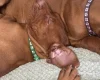 Hungarian Vizsla