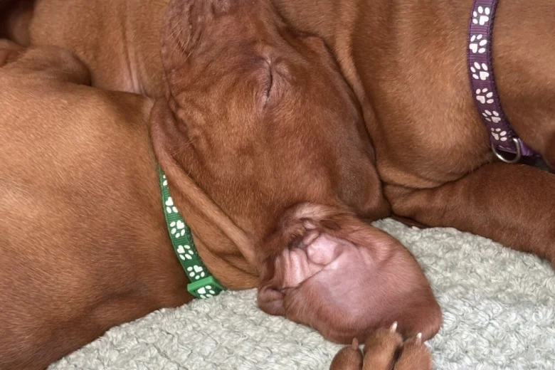 Hungarian Vizsla