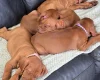 Hungarian Vizsla