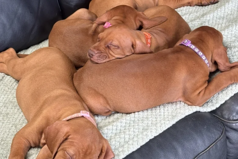 Hungarian Vizsla