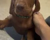 Hungarian Vizsla
