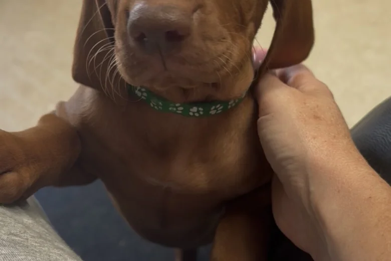 Hungarian Vizsla