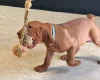 Hungarian Vizsla