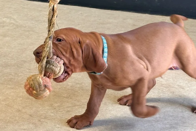 Hungarian Vizsla