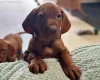 Hungarian Vizsla