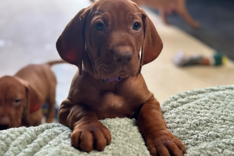 Hungarian Vizsla