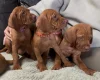 Hungarian Vizsla