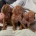 Hungarian Vizsla