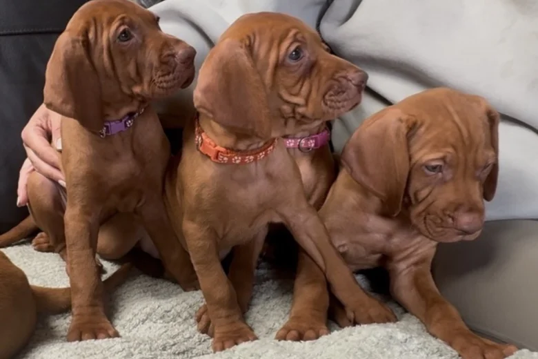 Hungarian Vizsla