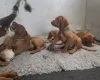 Hungarian Vizsla