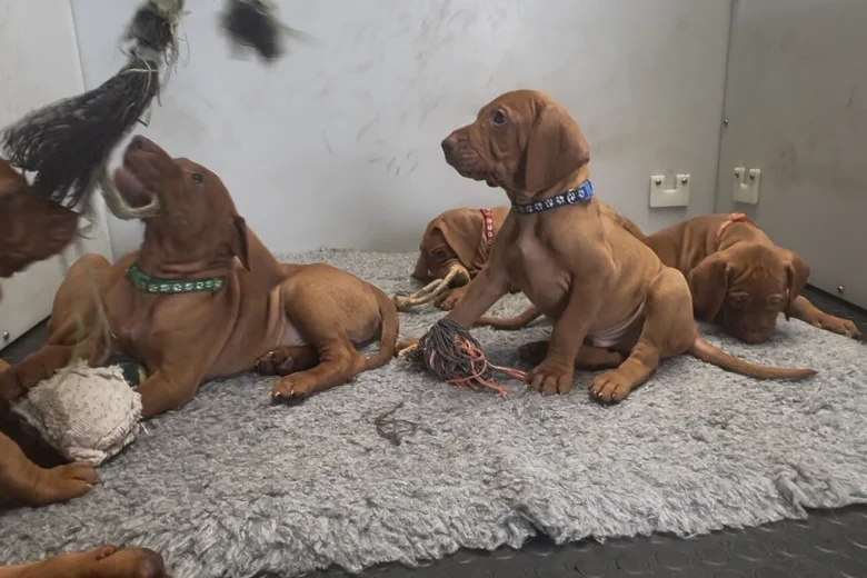 Hungarian Vizsla