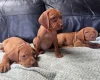 Hungarian Vizsla