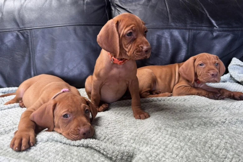 Hungarian Vizsla