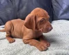 Hungarian Vizsla