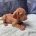 Hungarian Vizsla