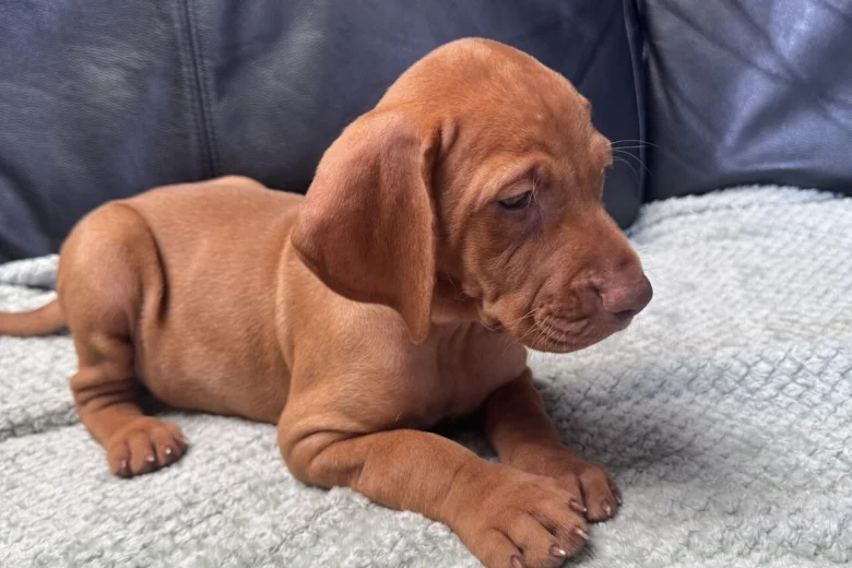 Hungarian Vizsla