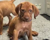 Hungarian Vizsla