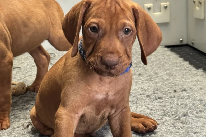 Hungarian Vizsla