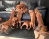 Hungarian Vizsla