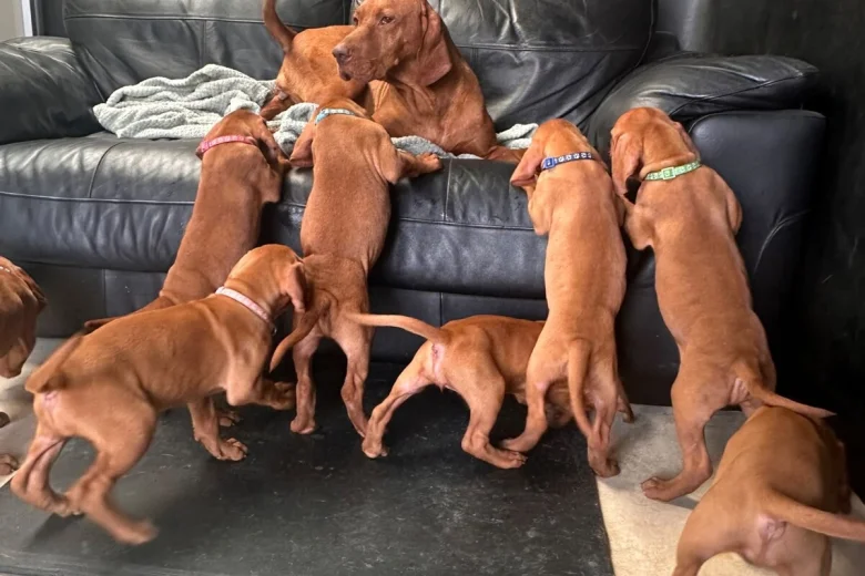 Hungarian Vizsla