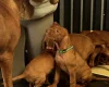 Hungarian Vizsla
