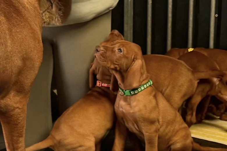 Hungarian Vizsla