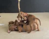Hungarian Vizsla