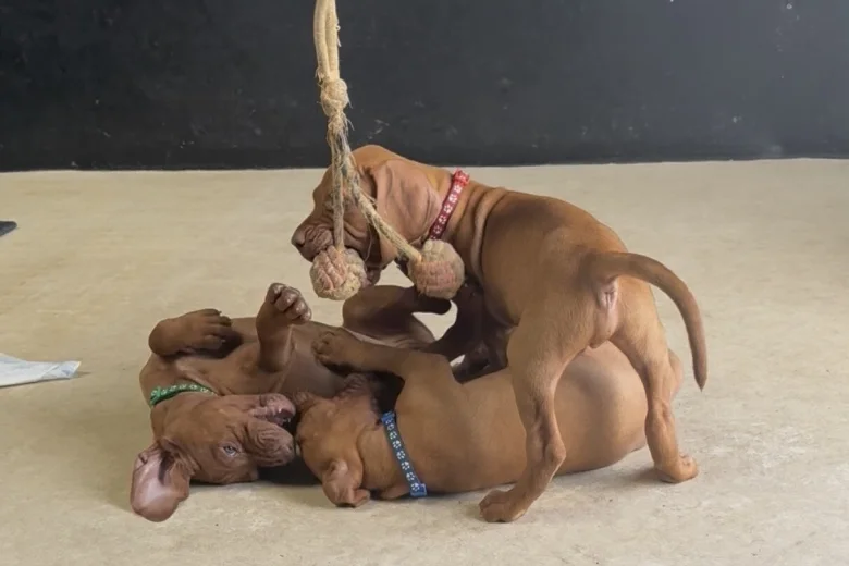 Hungarian Vizsla