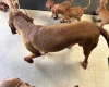 Hungarian Vizsla