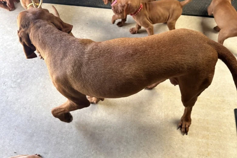 Hungarian Vizsla