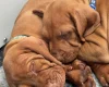 Hungarian Vizsla