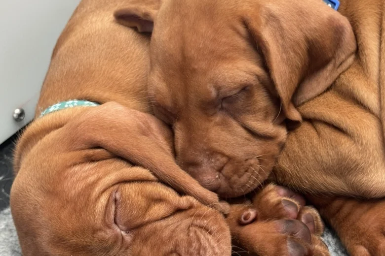 Hungarian Vizsla