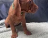 Hungarian Vizsla